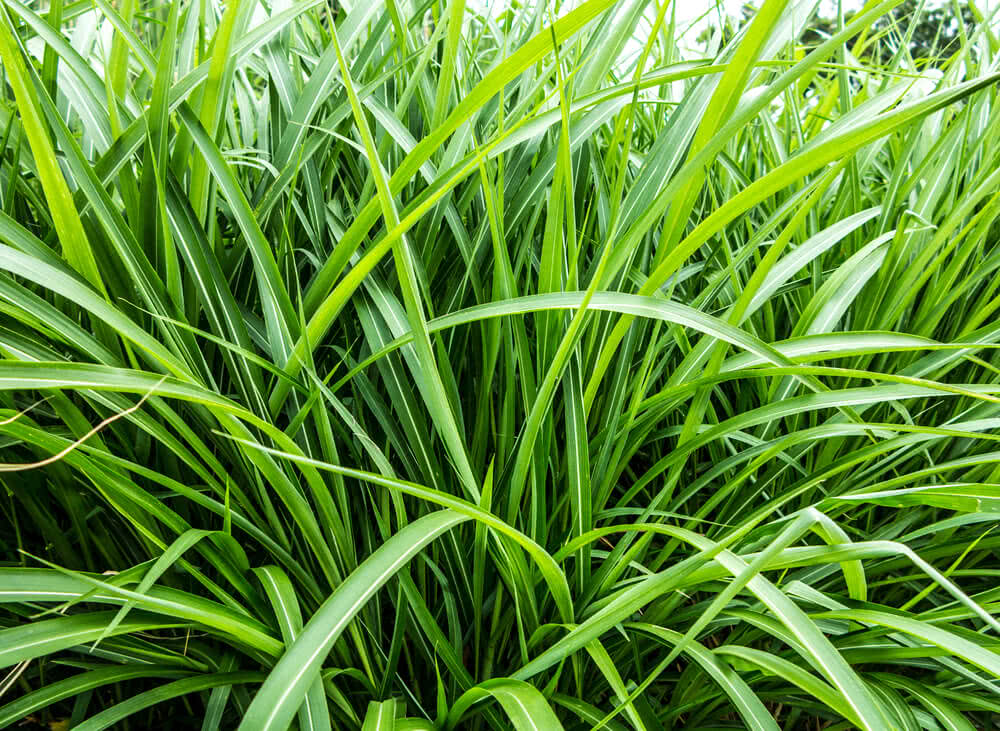 Vetiver